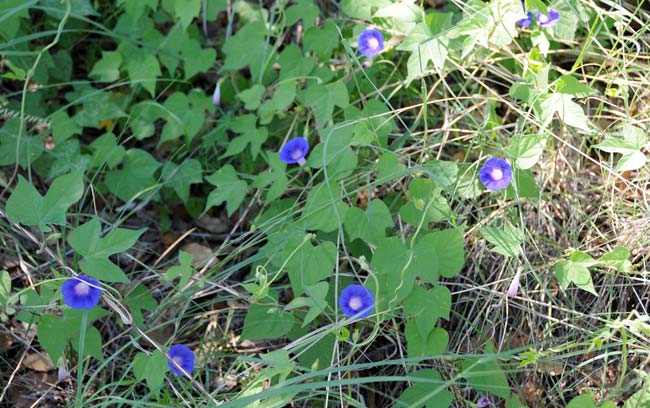 Ipomoea hederacea, Ivyleaf Morning-glory, Southwest Desert Flora